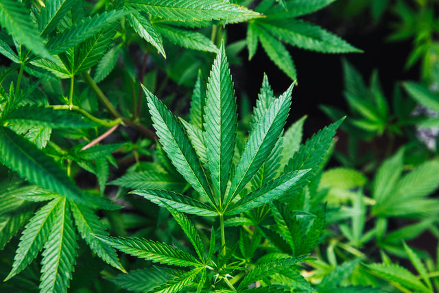 Europa erkent CBD als voedingssupplement